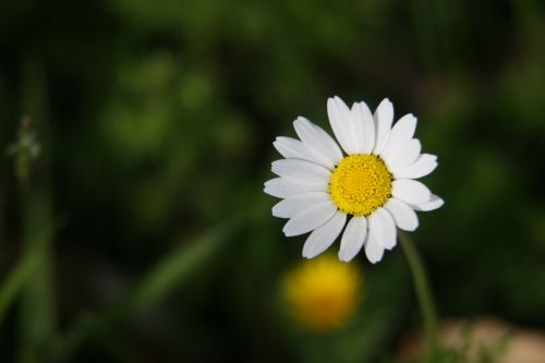 daisy wildflower white