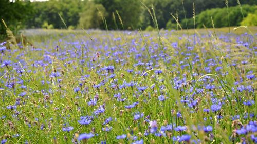 wildflower meadow flower summer plants