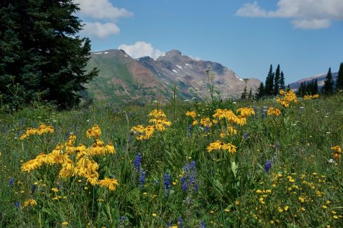 wildflower mountain landscape