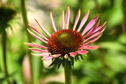 wildflower flower blossom