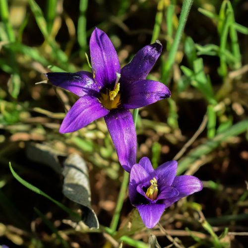 wildflower purple flower