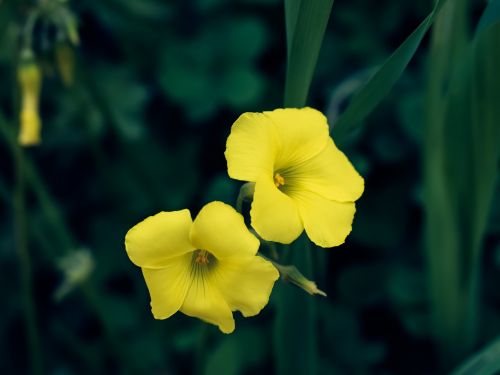wildflower yellow nature