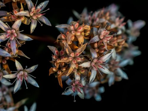 wildflower florescence nature