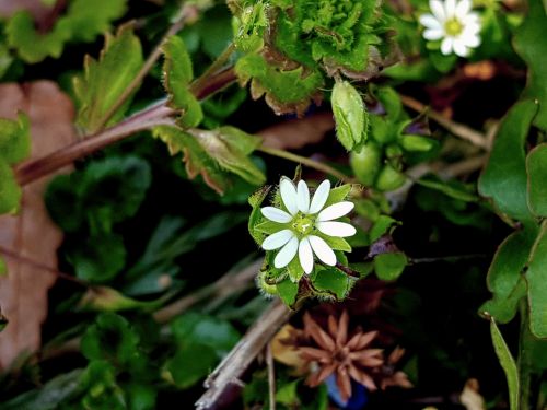 wildflower chickweed iron by flame