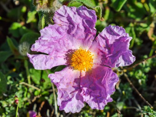 wildflower purple flower