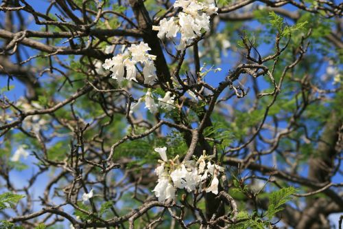 wildflower jakaranda flowers