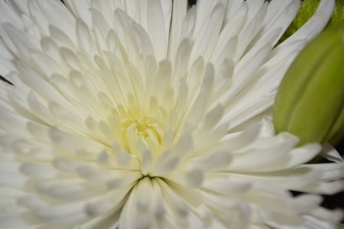 wildflower flower chrysanthemum