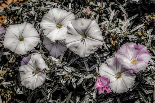 wildflower white flower