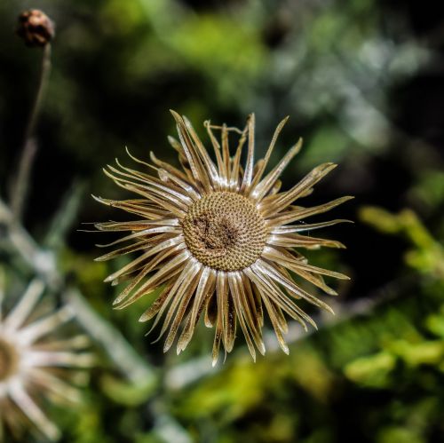 wildflower gold flower