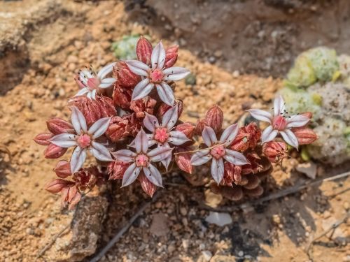 wildflower spring flower