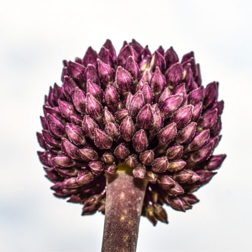 wildflower spring flower