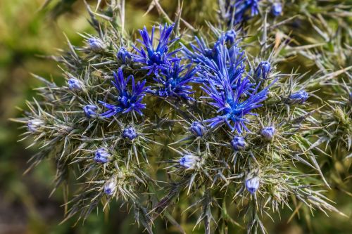 wildflower blue thorns