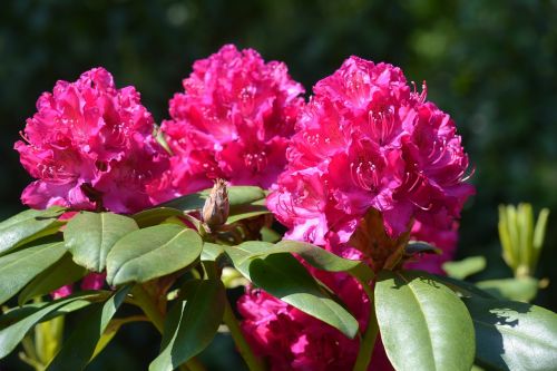 wildflower flower rhododendron