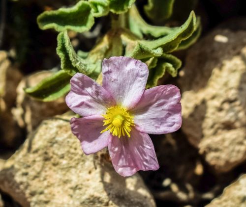 wildflower pink flower