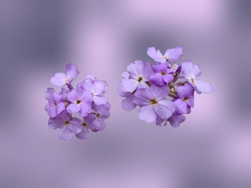 wildflower violet flower
