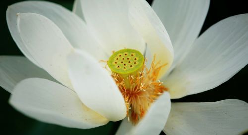 wildflower flower lotus