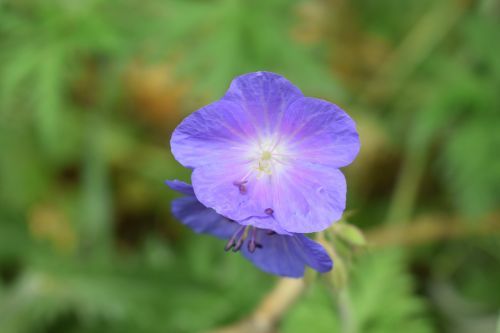 wildflower blue delicate