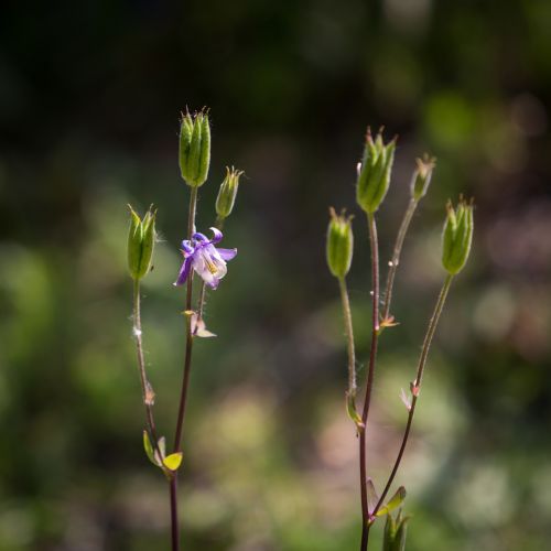 wildflower flower nature