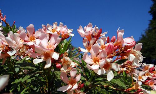 wildflower flower oleander
