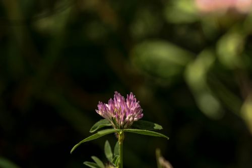 wildflower single flower pink