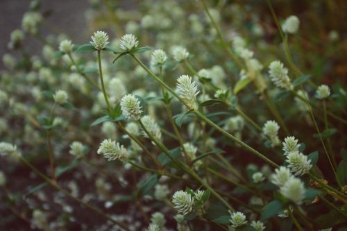 wildflower vintage nature