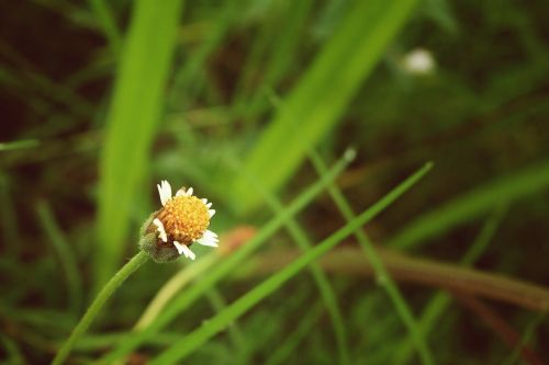 wildflower flower grass
