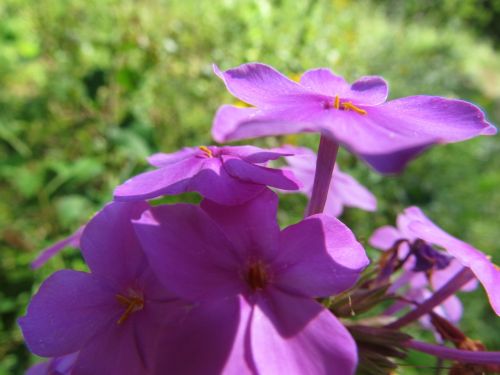 wildflower pink purple