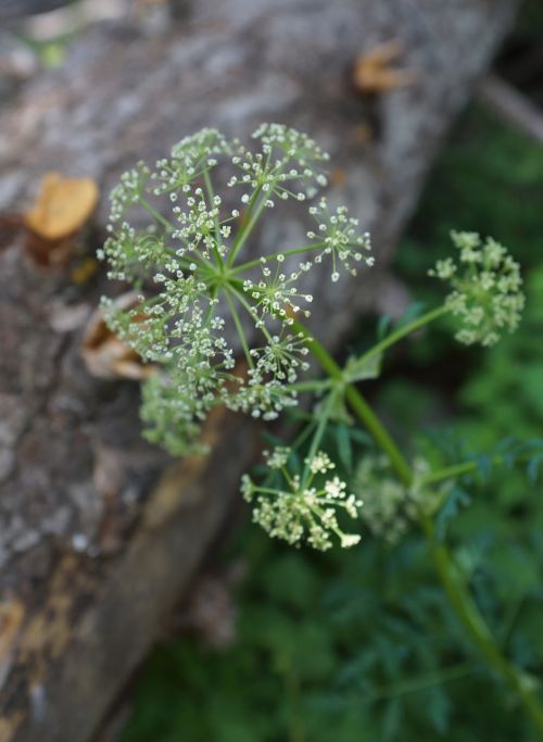 wildflower white bloom