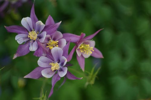 wildflower purple columbine