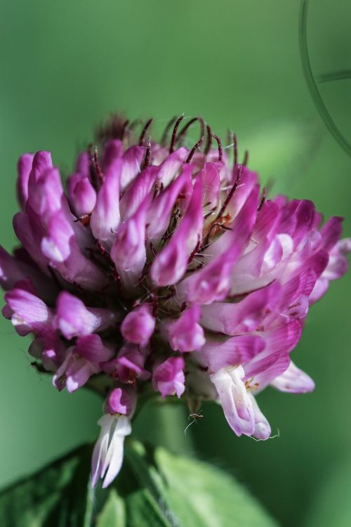 wildflower pink nature