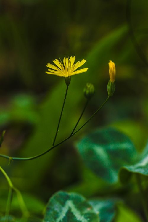 wildflower wild nature