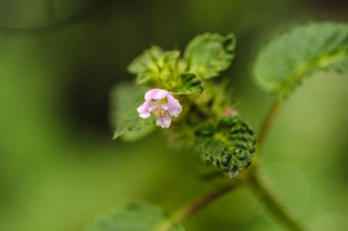 wildflower nature green