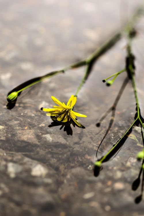 wildflower yellow flower