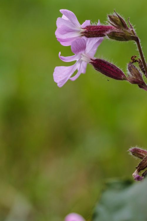 wildflower summer flower macro