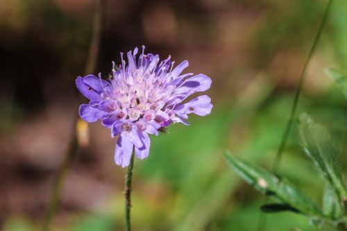 wildflower blue nature