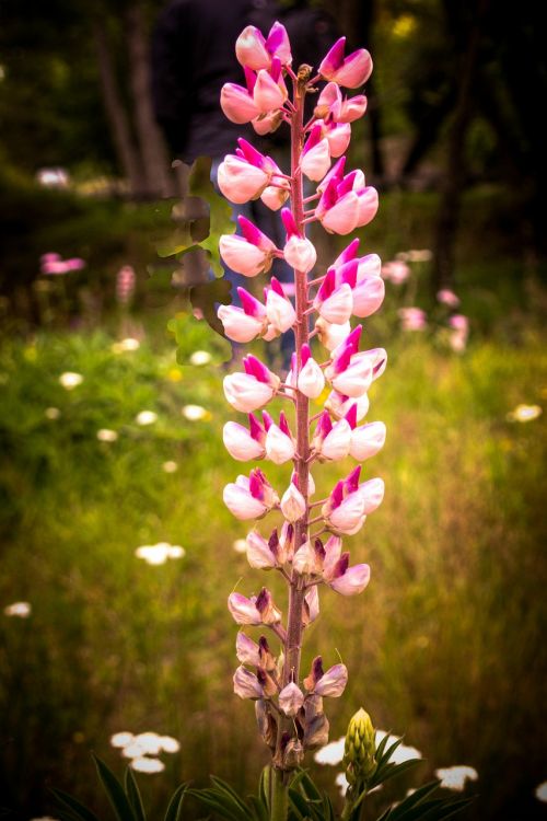 wildflower flower marshall lupin