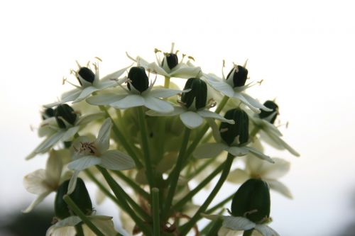 wildflower flower ornithogalum arabica