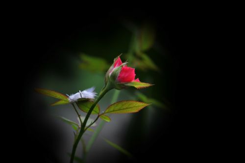 wildflower flower rose
