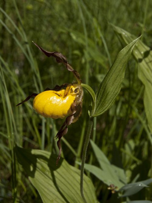 wildflower flower lady slipper