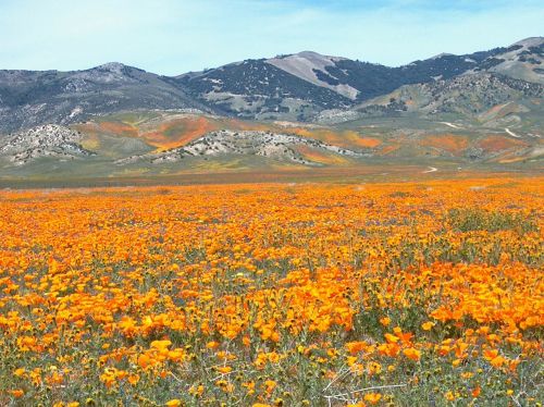 wildflower flower flora