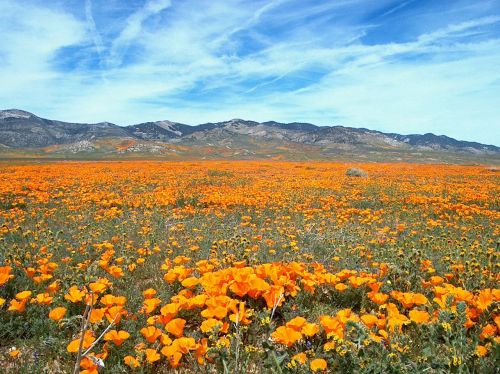 wildflower flower flora