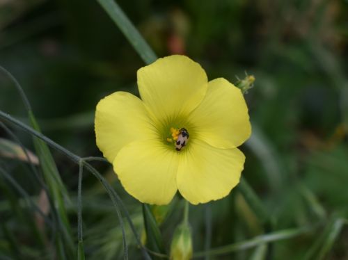 wildflower nature flora