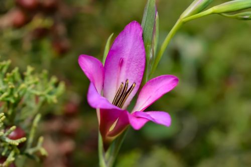 wildflower nature flower