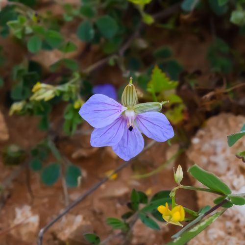 wildflower flower flora