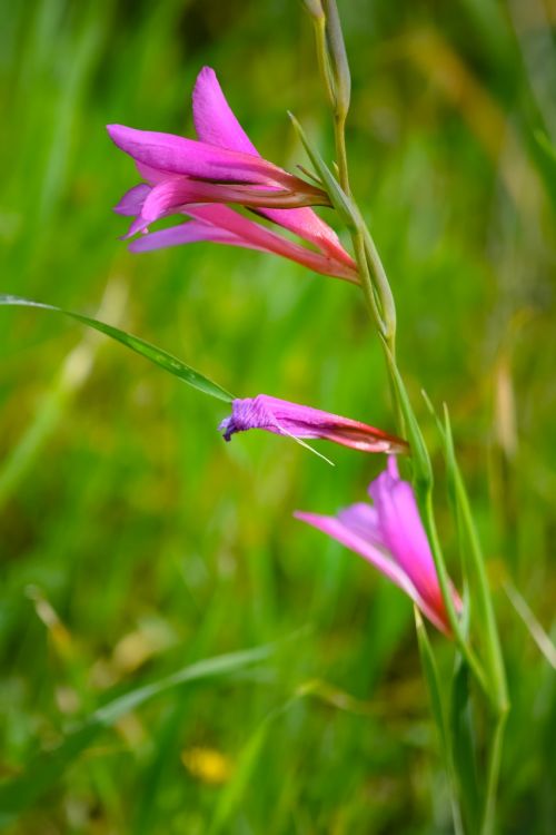 wildflower flower nature