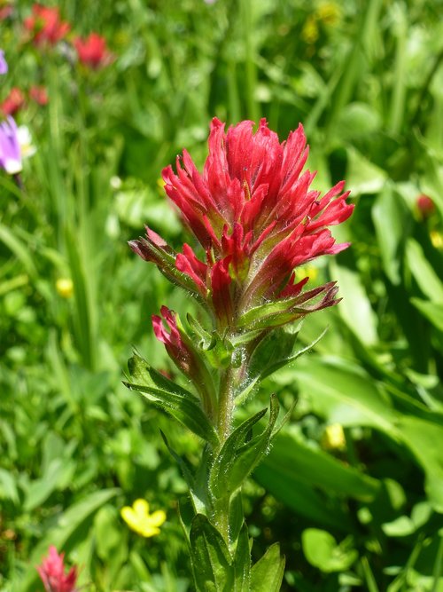wildflower  red  flower