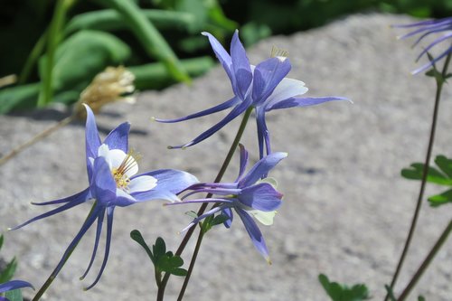 wildflower  columbine  summer