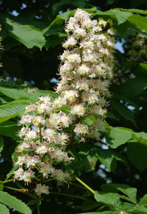 wildflower horse chestnut tree