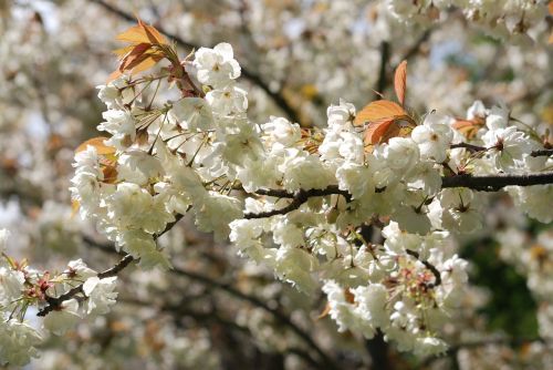 wildflower cherry tree