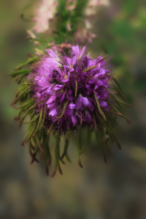 wildflower  purple  nature